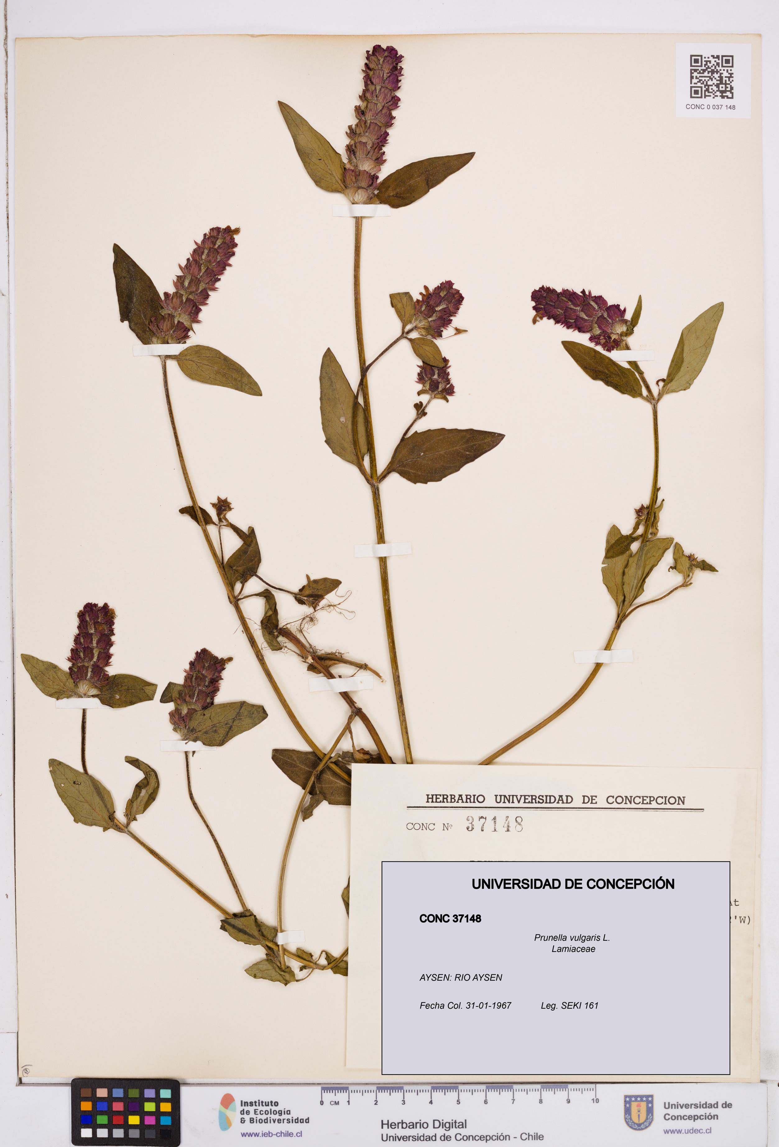 Prunella vulgaris [Espécimen: ]