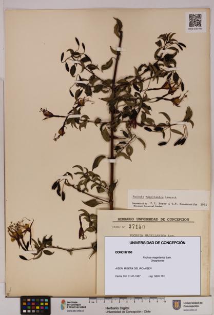 Fuchsia magellanica [Espécimen: UDEC:CONC:0037150]
