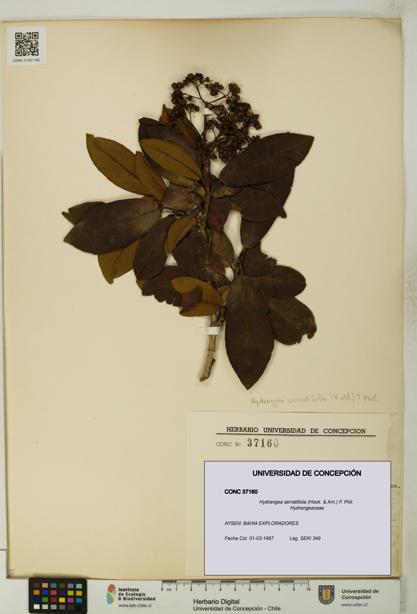 Hydrangea serratifolia [Espécimen: UDEC:CONC:0037160]