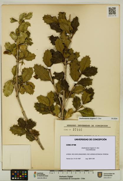 Desfontainia fulgens [Espécimen: UDEC:CONC:0037166]