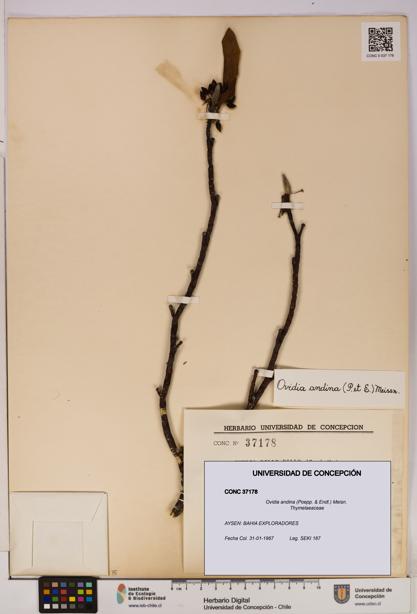 Ovidia andina [Espécimen: UDEC:CONC:0037178]