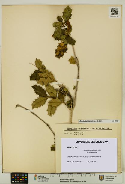 Desfontainia fulgens [Espécimen: UDEC:CONC:0037183]