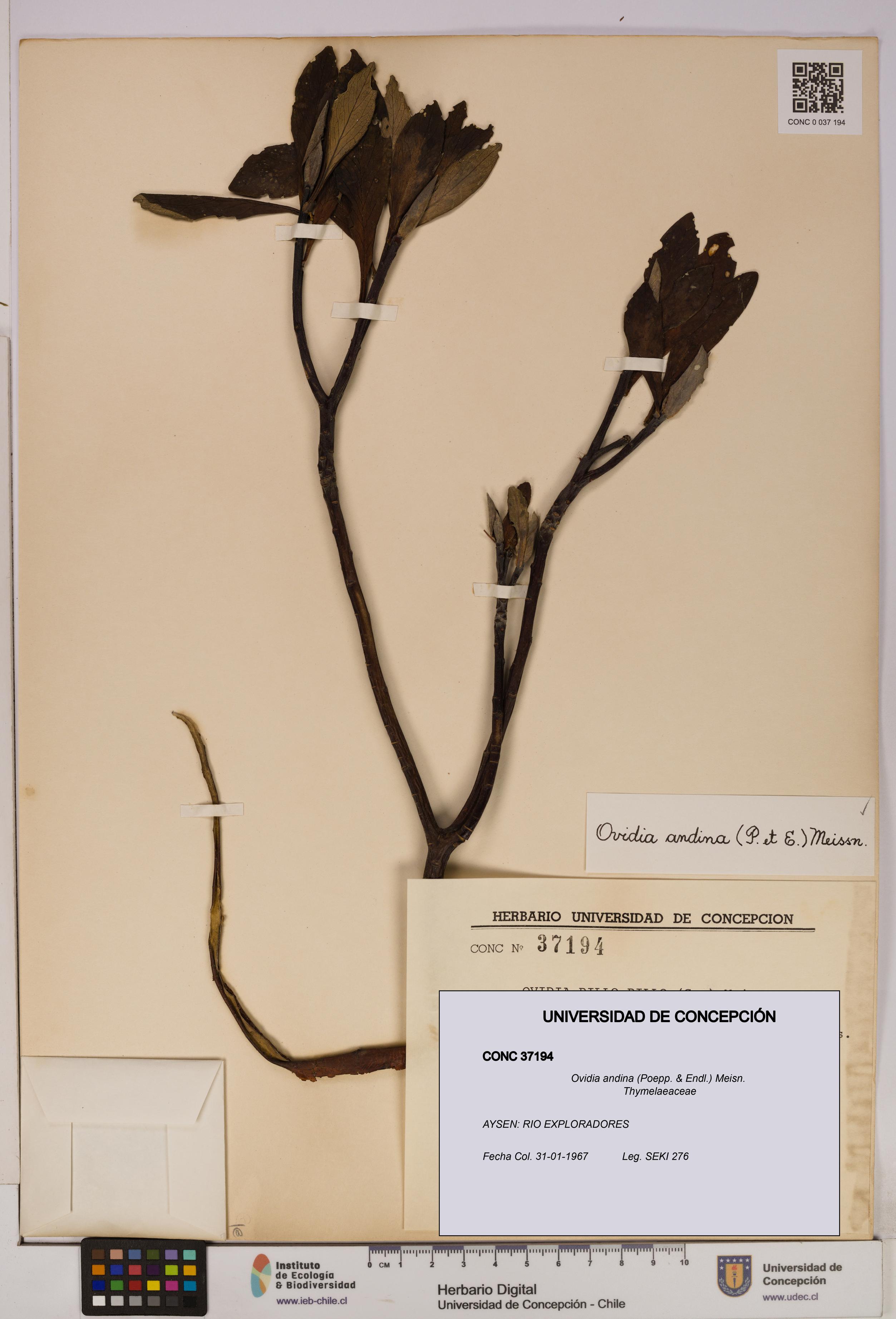 Ovidia andina [Espécimen: UDEC:CONC:0037194]