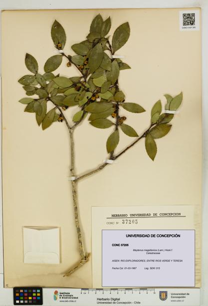 Maytenus magellanica [Espécimen: UDEC:CONC:0037205]