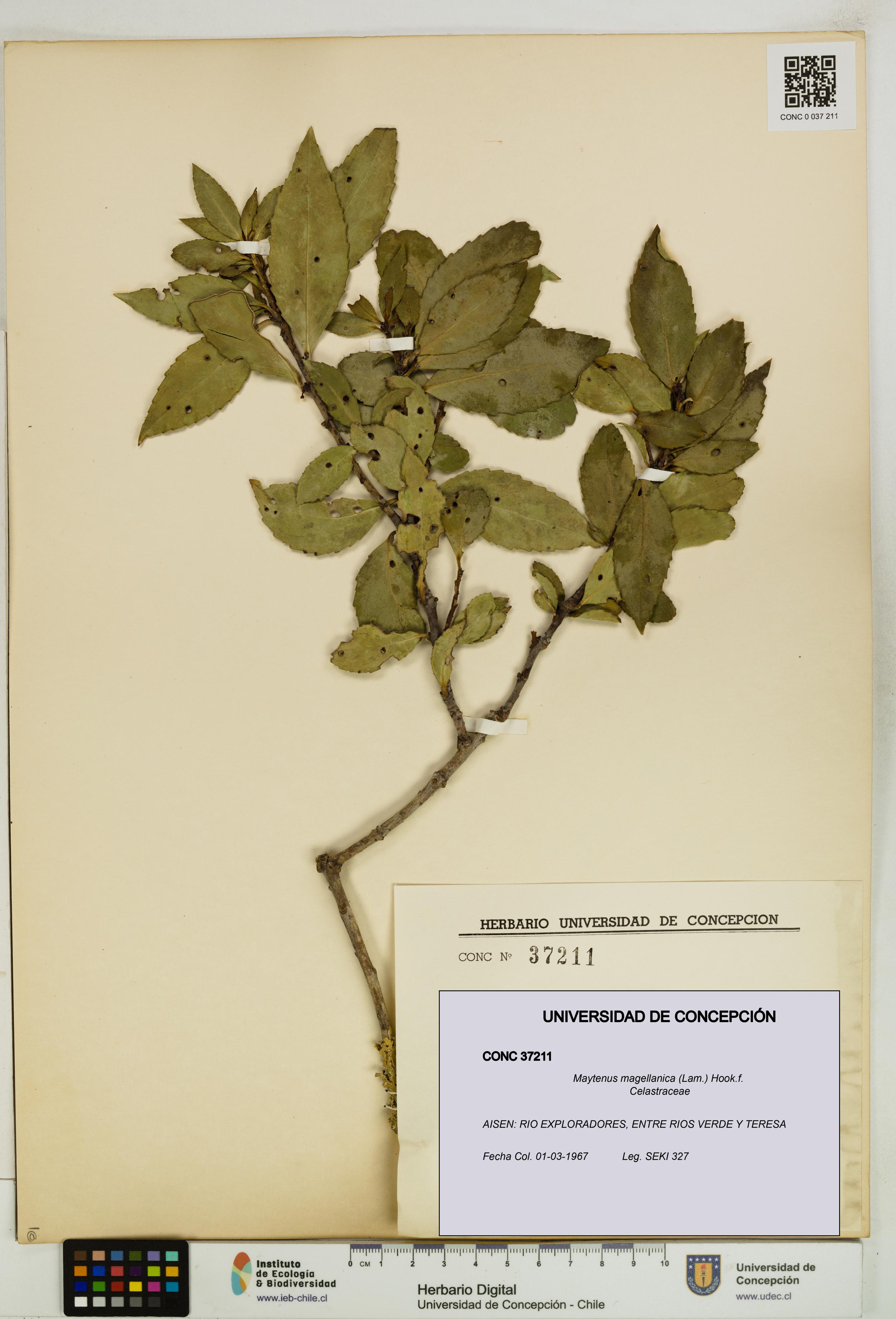 Maytenus magellanica [Espécimen: UDEC:CONC:0037211]