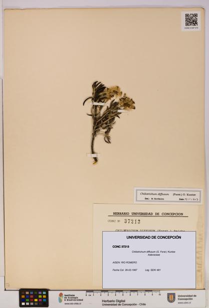 Chiliotrichum diffusum [Espécimen: UDEC:CONC:0037213]