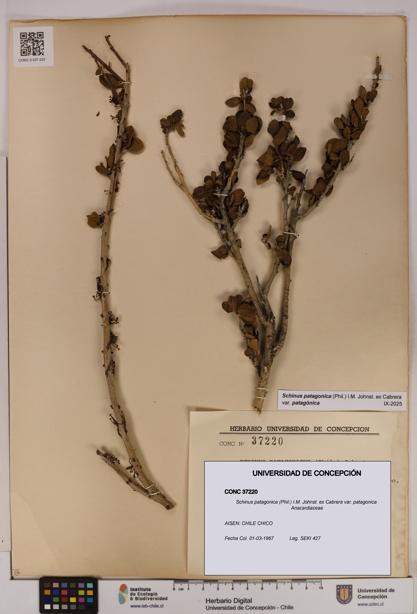 Schinus patagonica [Espécimen: UDEC:CONC:0037220]