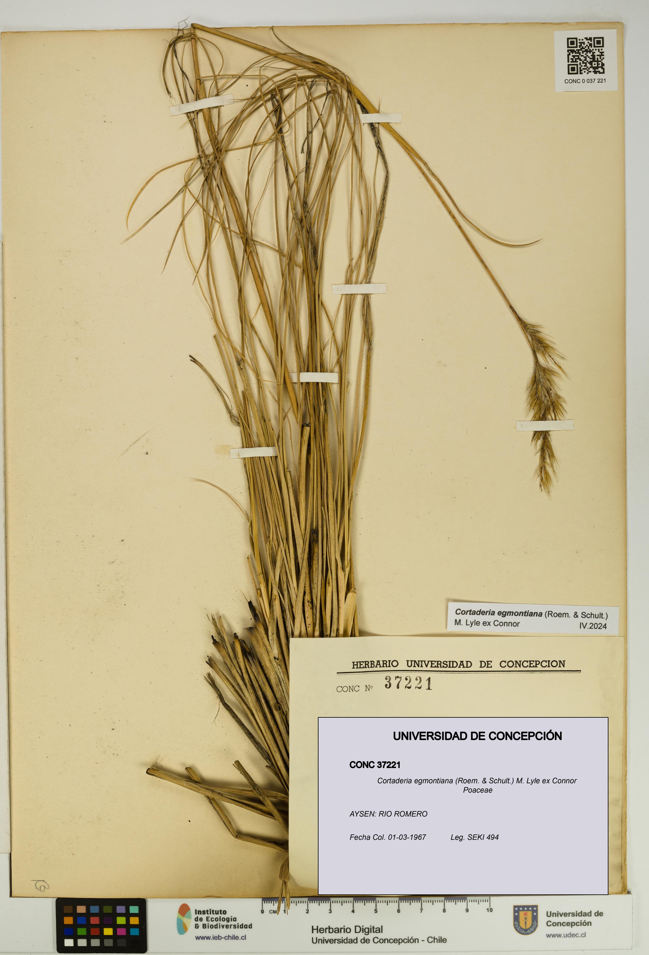 Cortaderia egmontiana [Espécimen: UDEC:CONC:0037221]