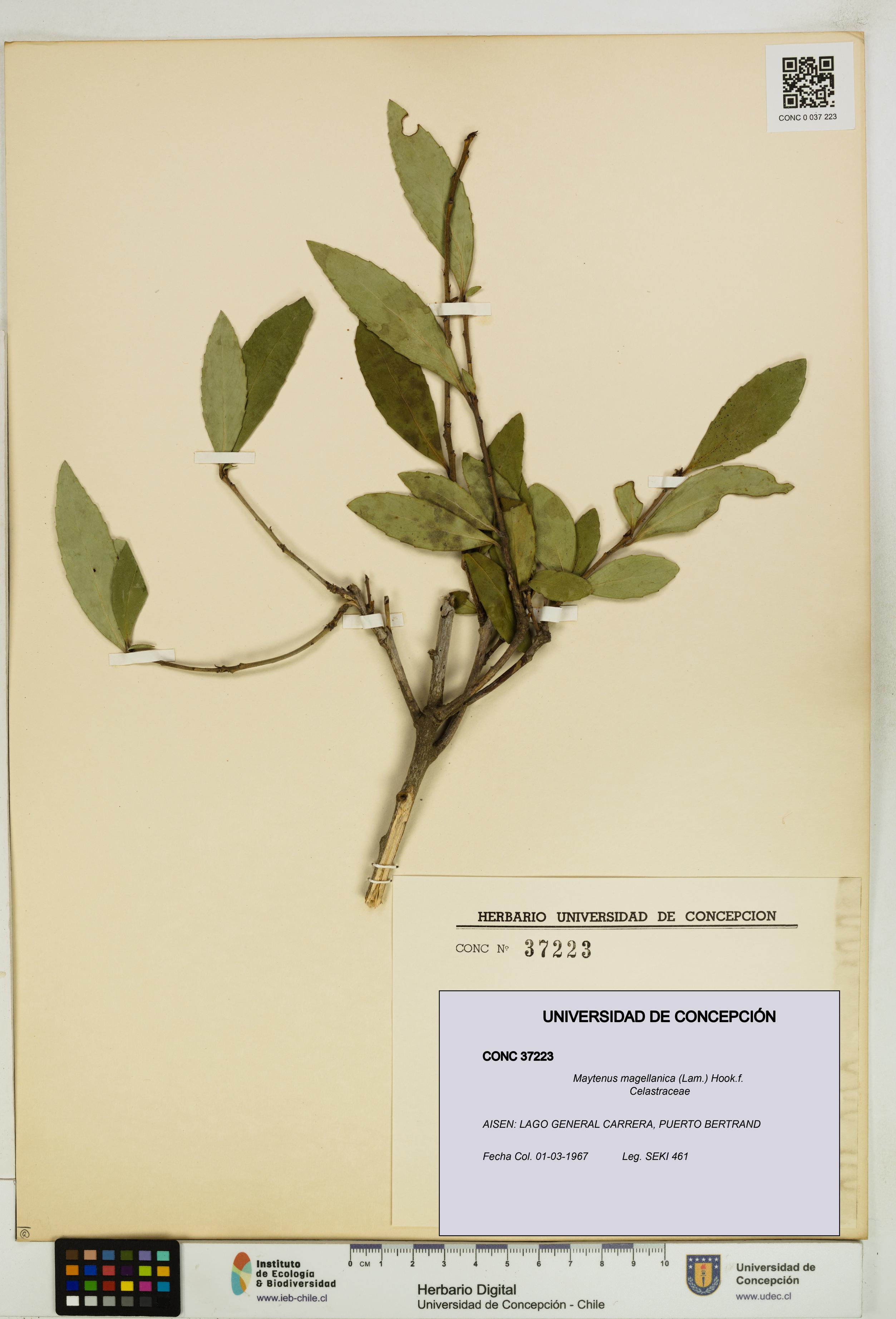 Maytenus magellanica [Espécimen: UDEC:CONC:0037223]