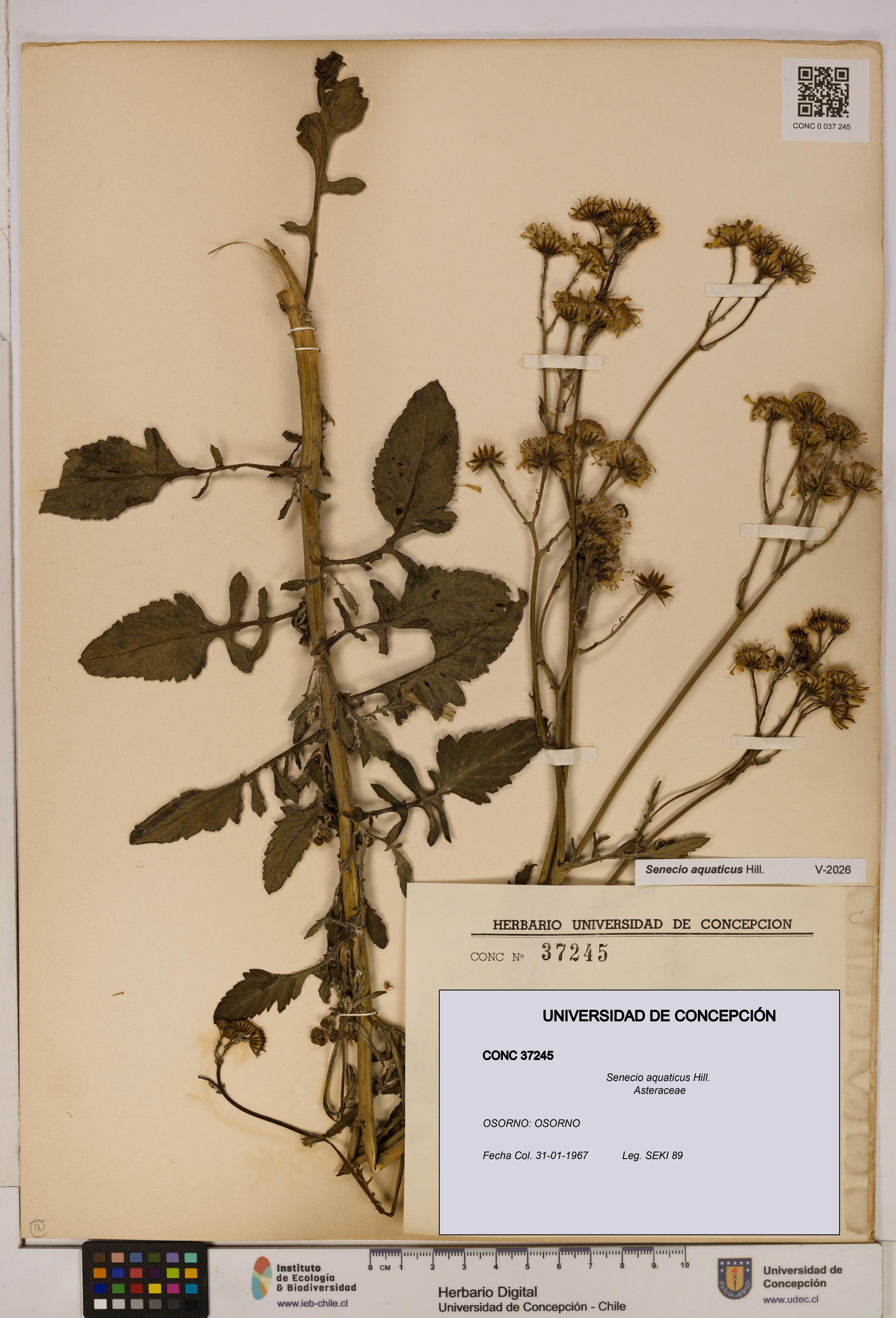Senecio aquaticus [Espécimen: UDEC:CONC:0037245]