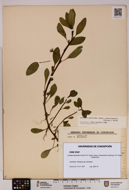 Ludwigia peploides [Espécimen: UDEC:CONC:0037247]