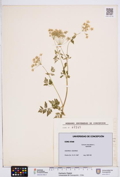 Conium maculatum [Espécimen: ]