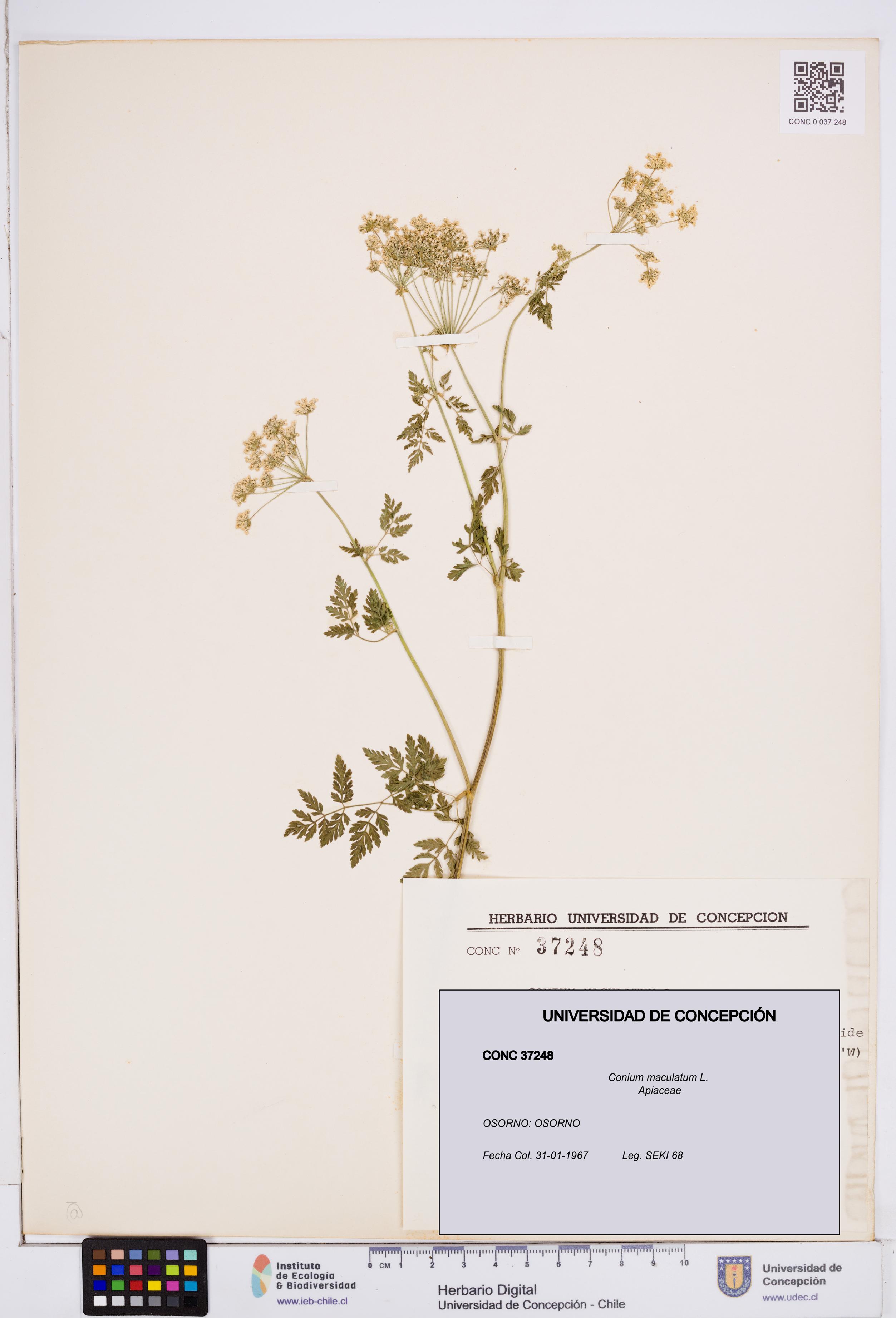 Conium maculatum [Espécimen: ]