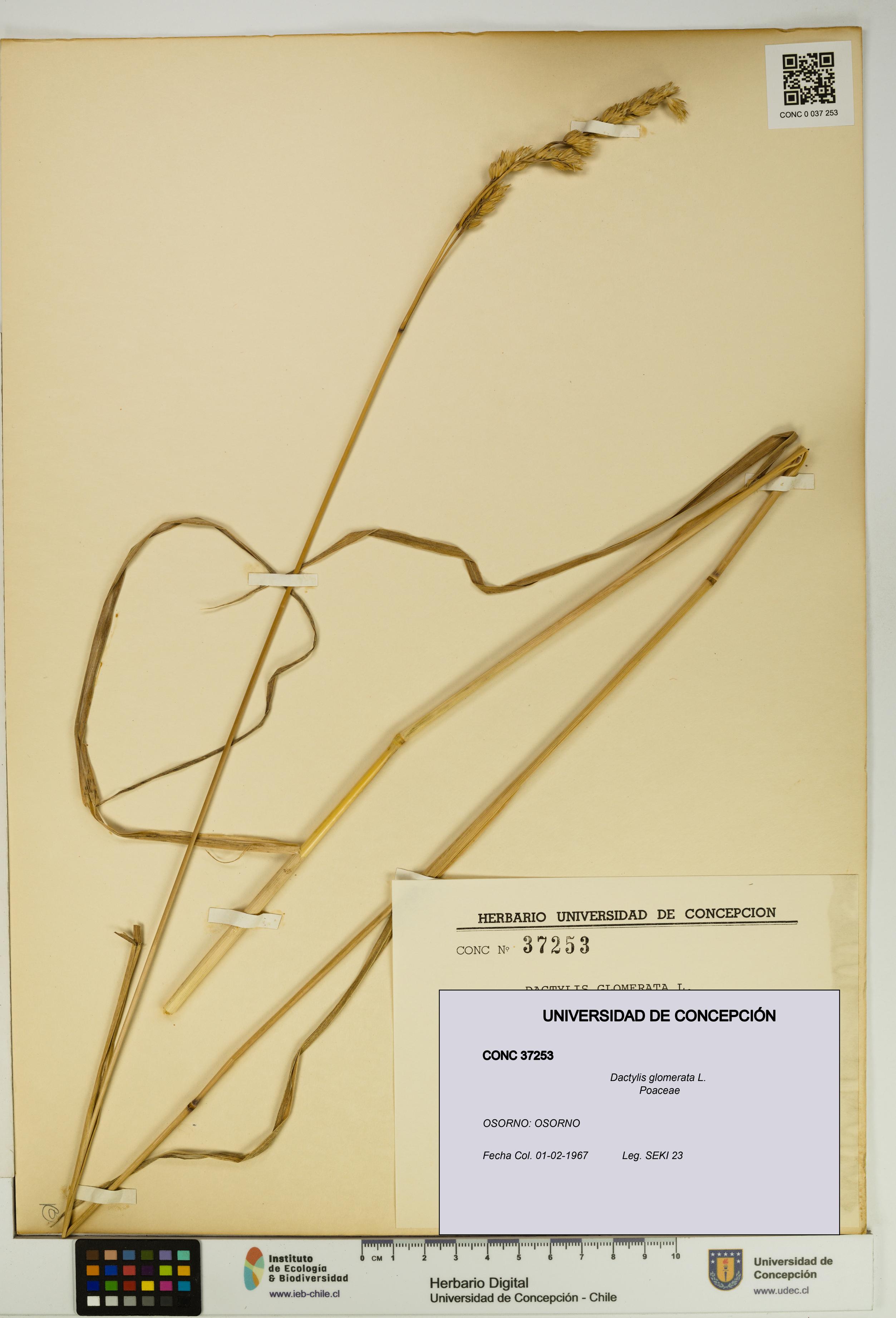 Dactylis glomerata [Espécimen: UDEC:CONC:0037253]