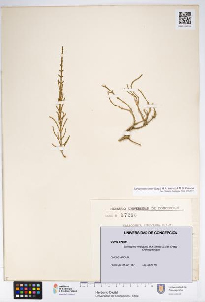 Sarcocornia neei [Espécimen: UDEC:CONC:0037256]