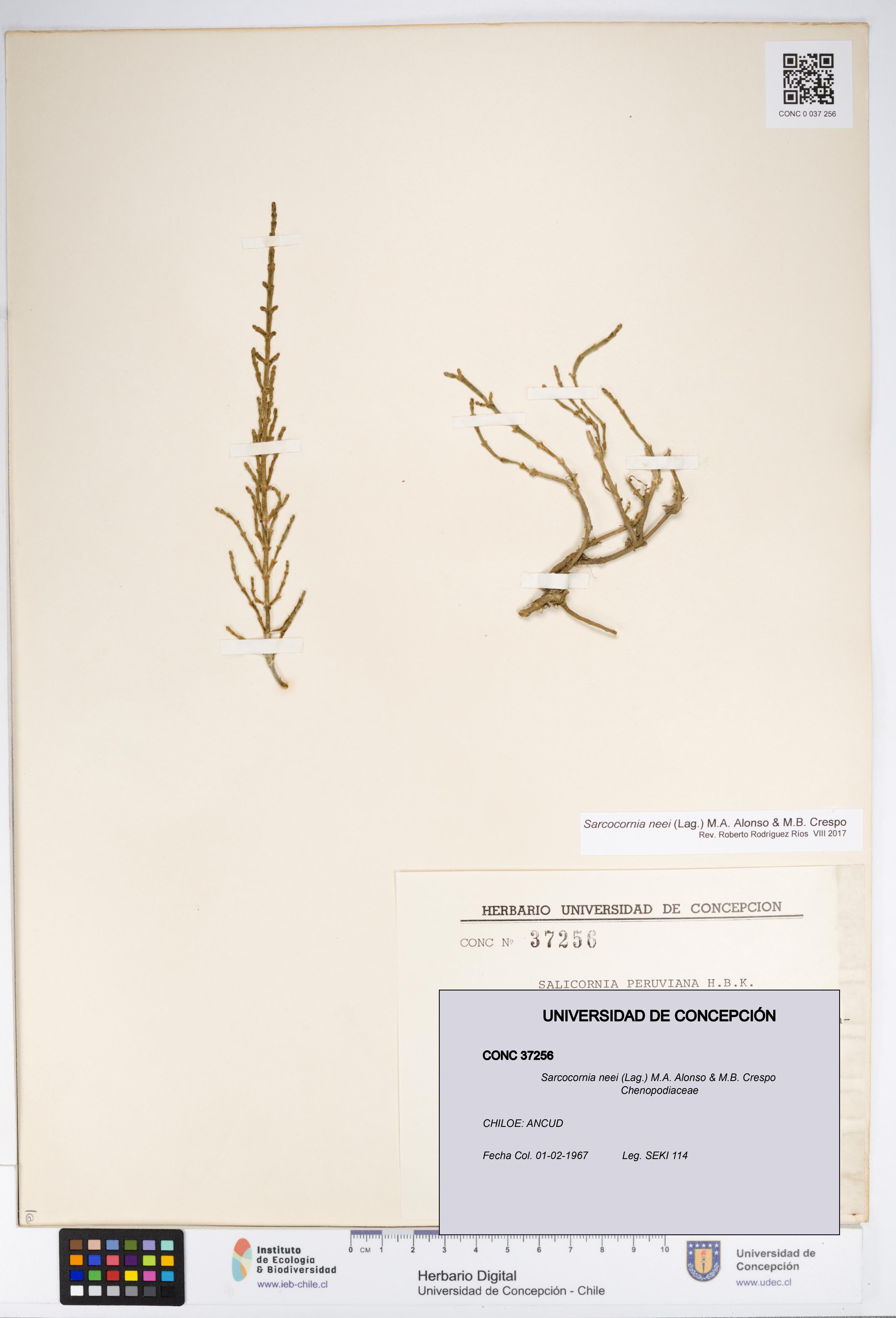 Sarcocornia neei [Espécimen: UDEC:CONC:0037256]