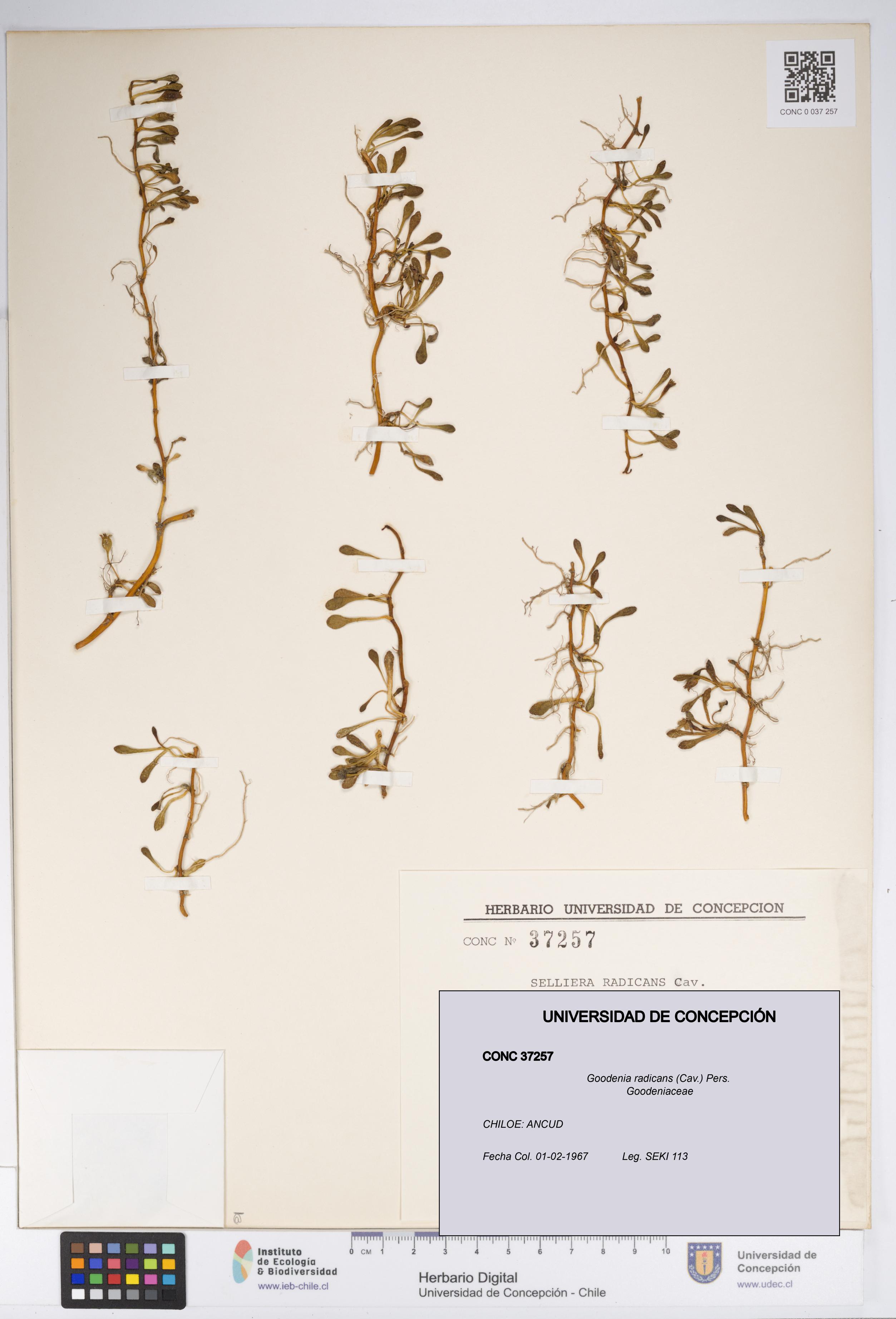 Goodenia radicans [Espécimen: UDEC:CONC:0037257]
