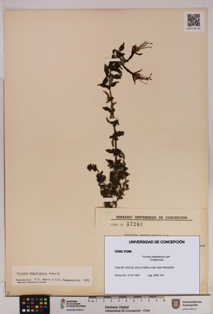 Fuchsia magellanica [Espécimen: UDEC:CONC:0037260]