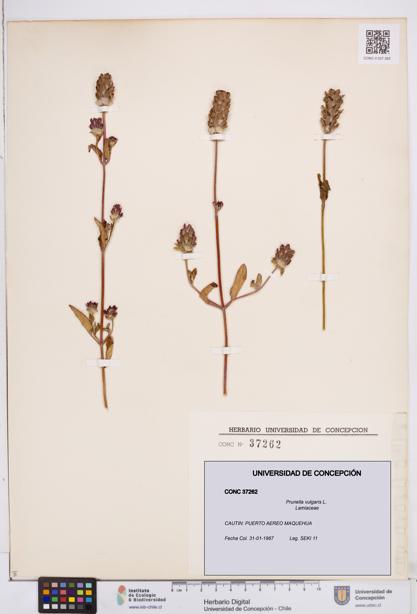 Prunella vulgaris [Espécimen: ]