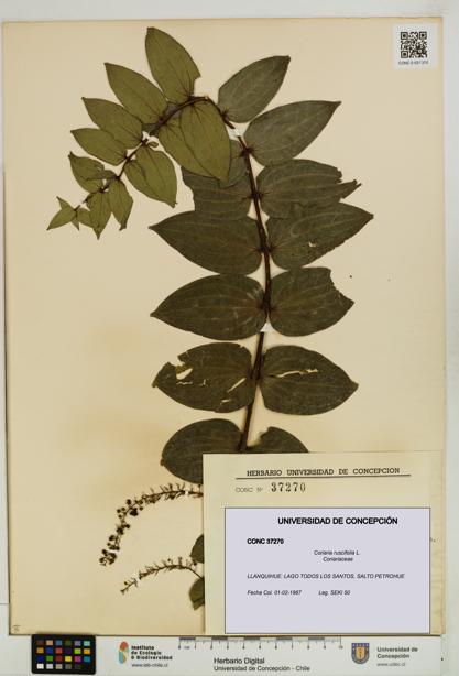 Coriaria ruscifolia [Espécimen: ]