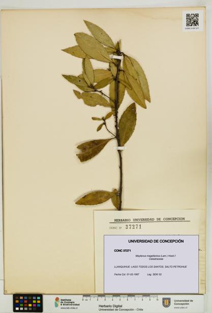 Maytenus magellanica [Espécimen: UDEC:CONC:0037271]