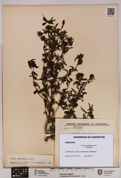 Fuchsia magellanica [Espécimen: UDEC:CONC:0037276]