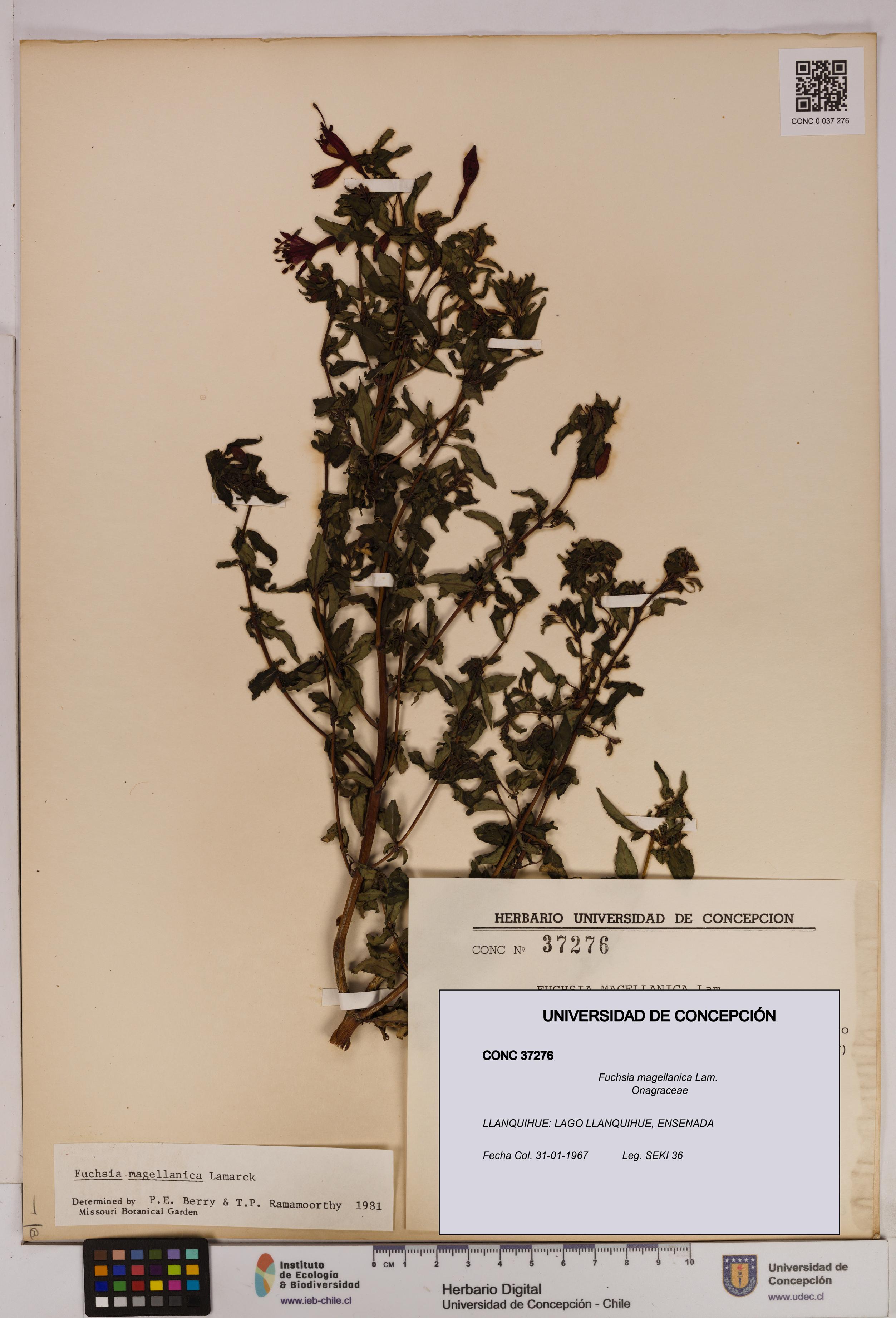 Fuchsia magellanica [Espécimen: UDEC:CONC:0037276]