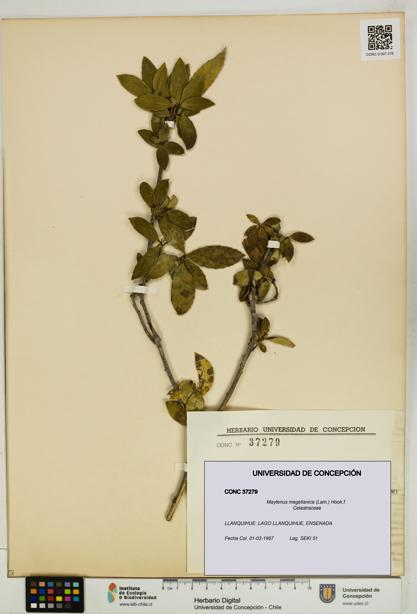 Maytenus magellanica [Espécimen: UDEC:CONC:0037279]