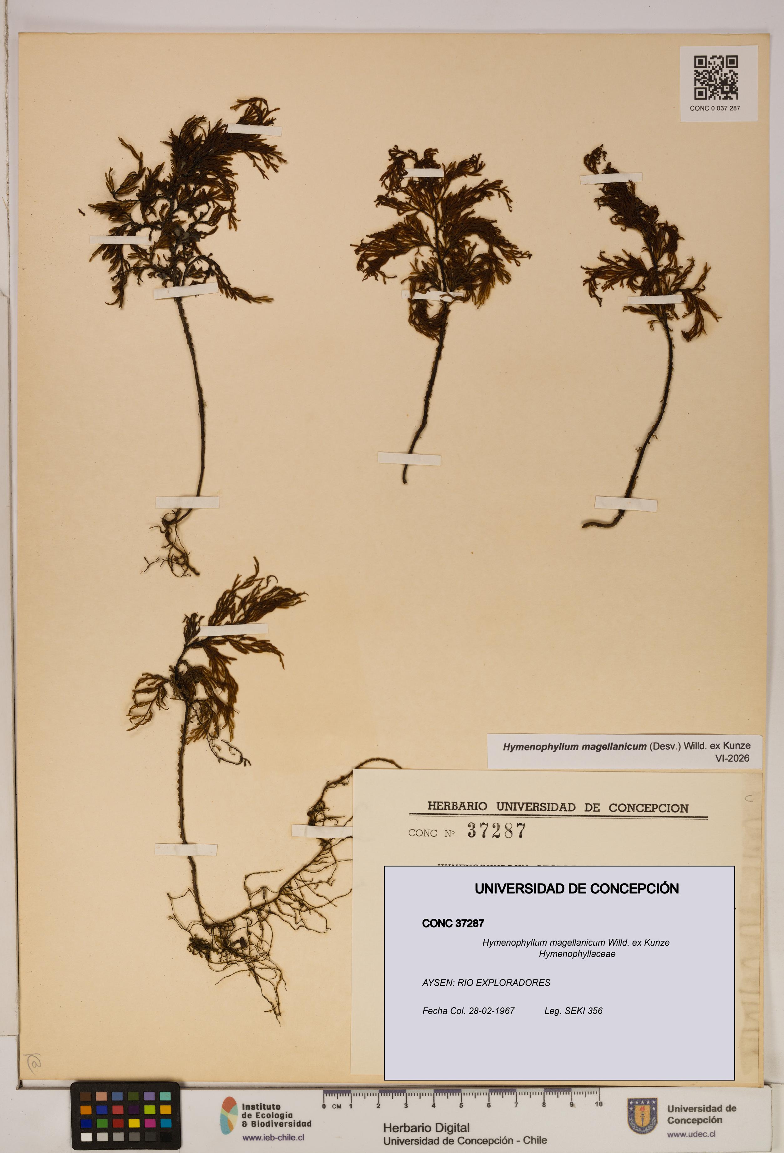 Hymenophyllum magellanicum [Espécimen: ]