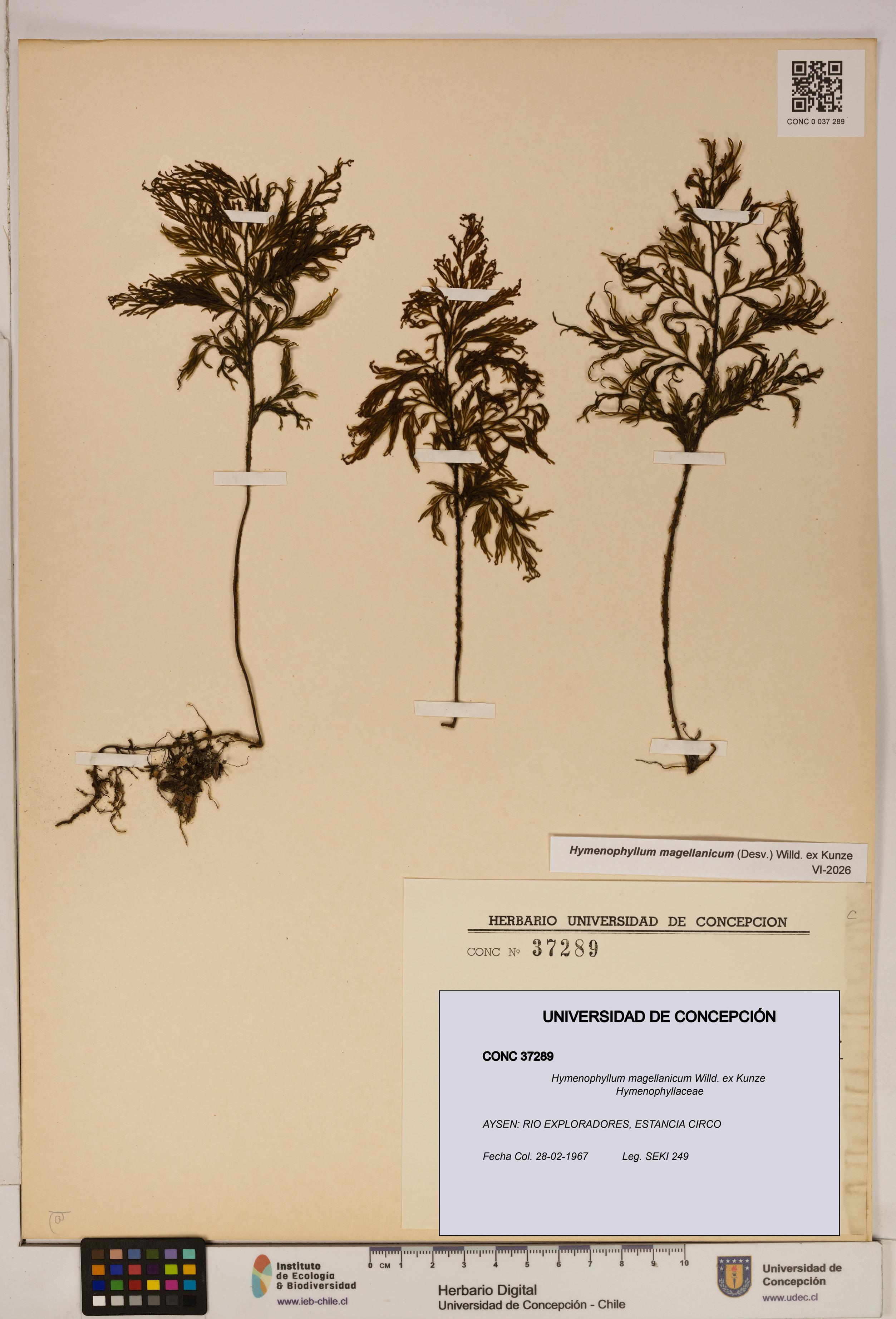 Hymenophyllum magellanicum [Espécimen: ]