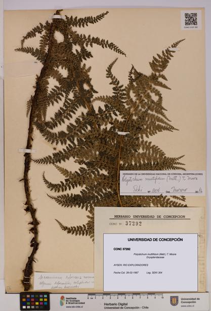 Polystichum multifidum [Espécimen: UDEC:CONC:0037292]