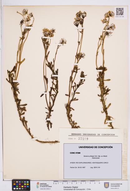 Senecio philippii [Espécimen: ]