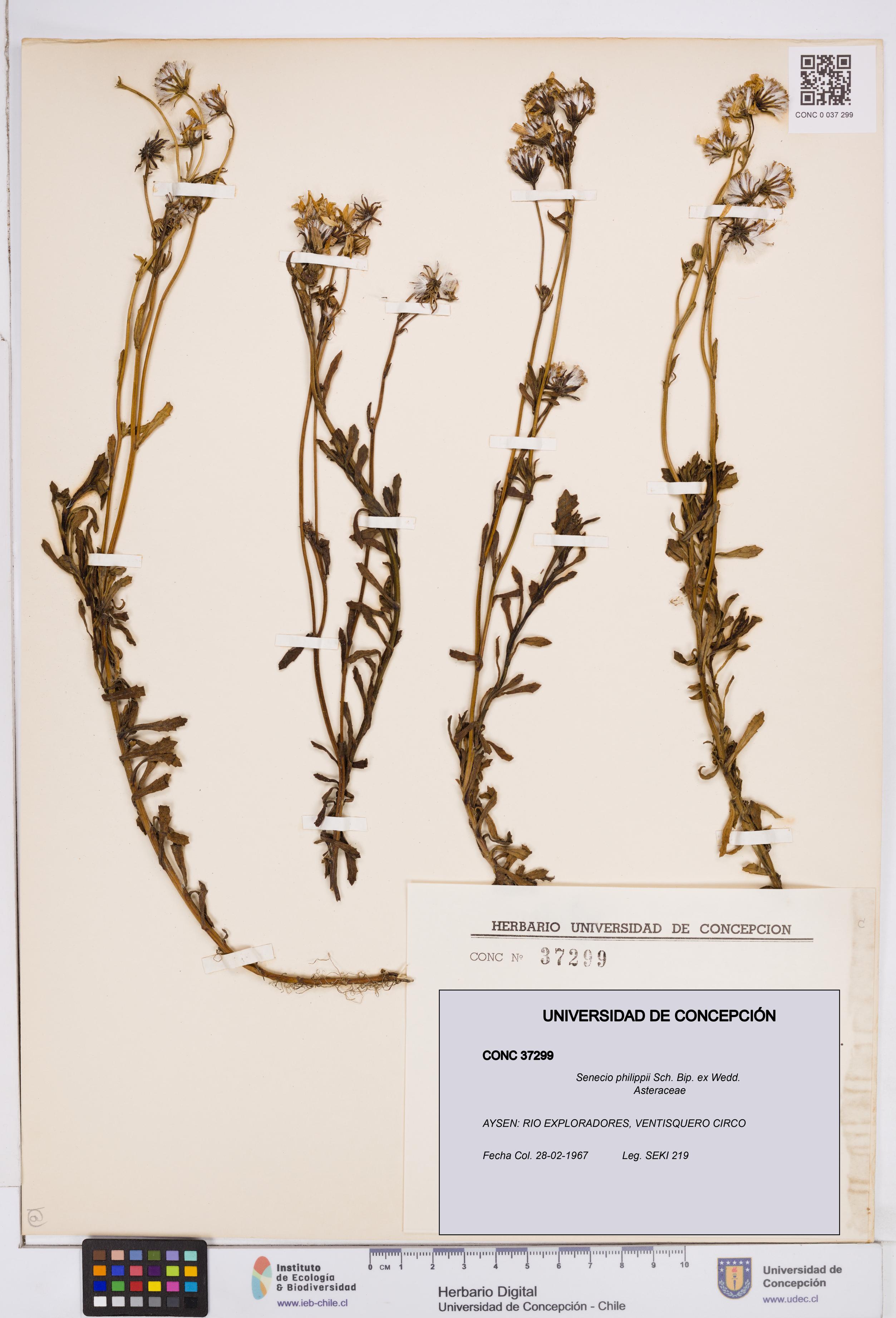 Senecio philippii [Espécimen: ]