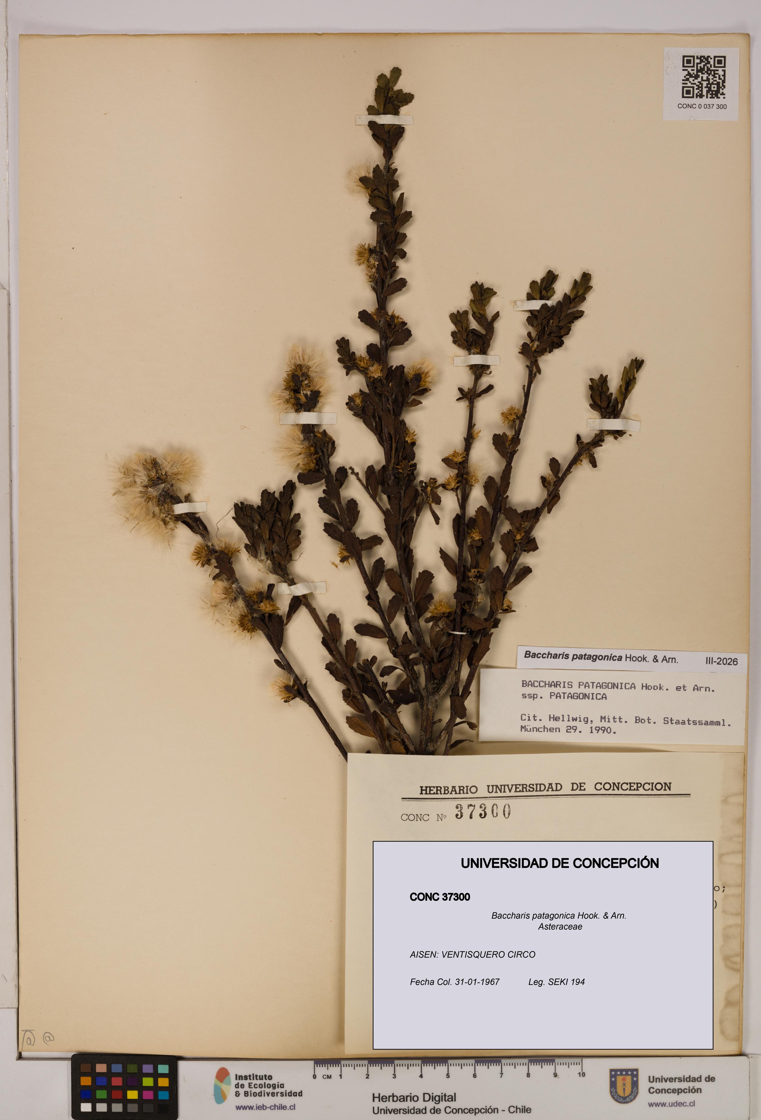 Baccharis patagonica [Espécimen: UDEC:CONC:0037300]