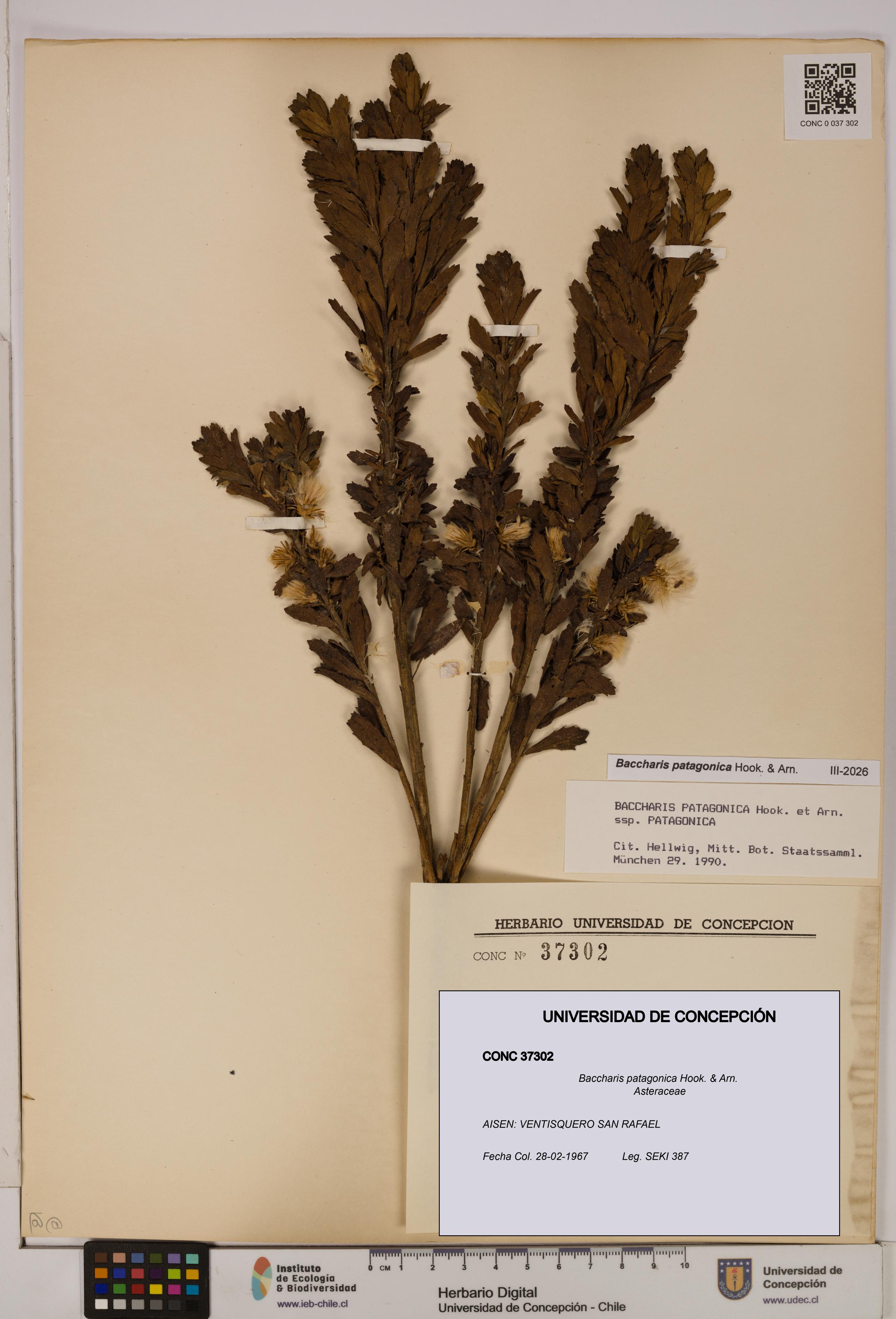Baccharis patagonica [Espécimen: UDEC:CONC:0037302]