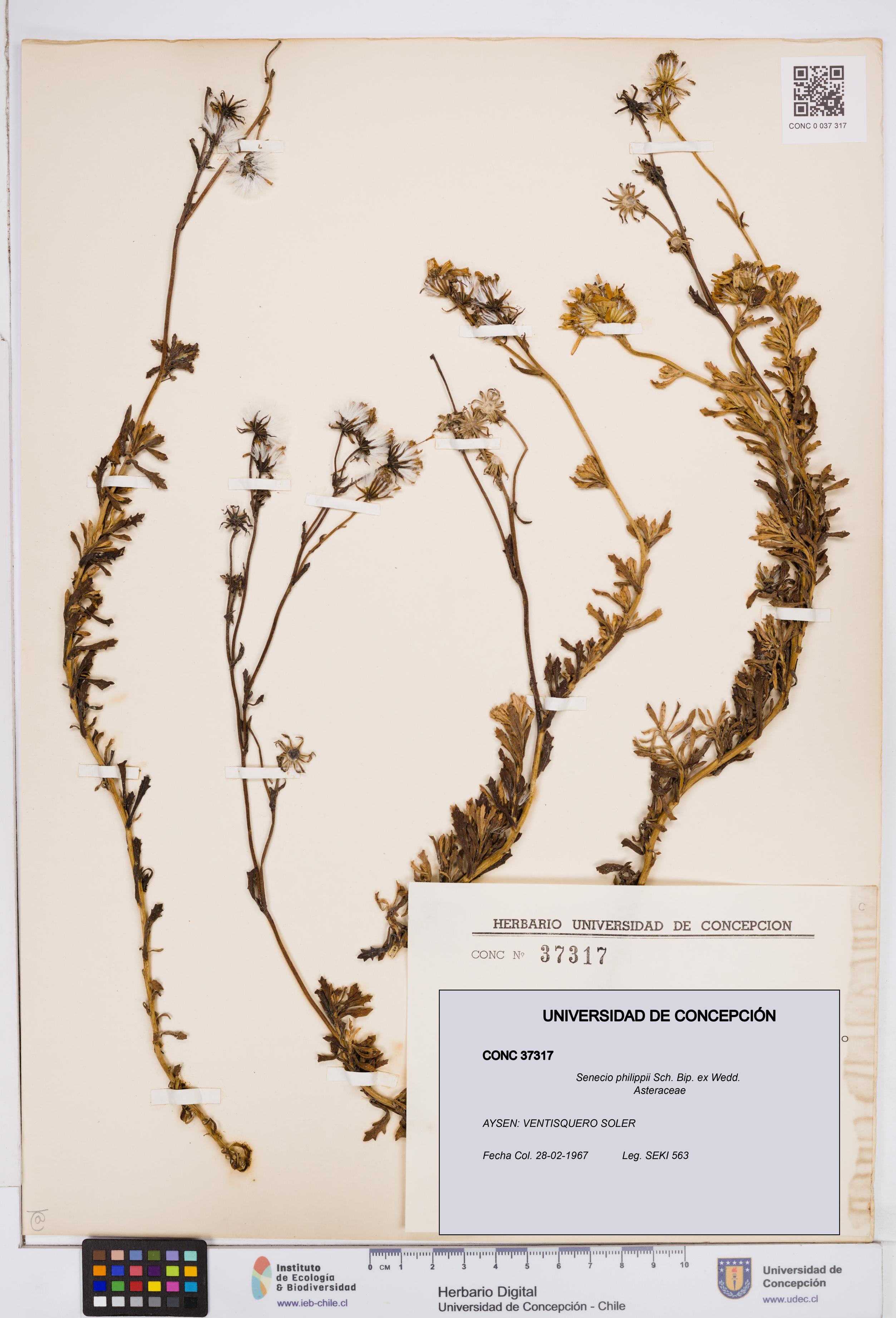 Senecio philippii [Espécimen: ]