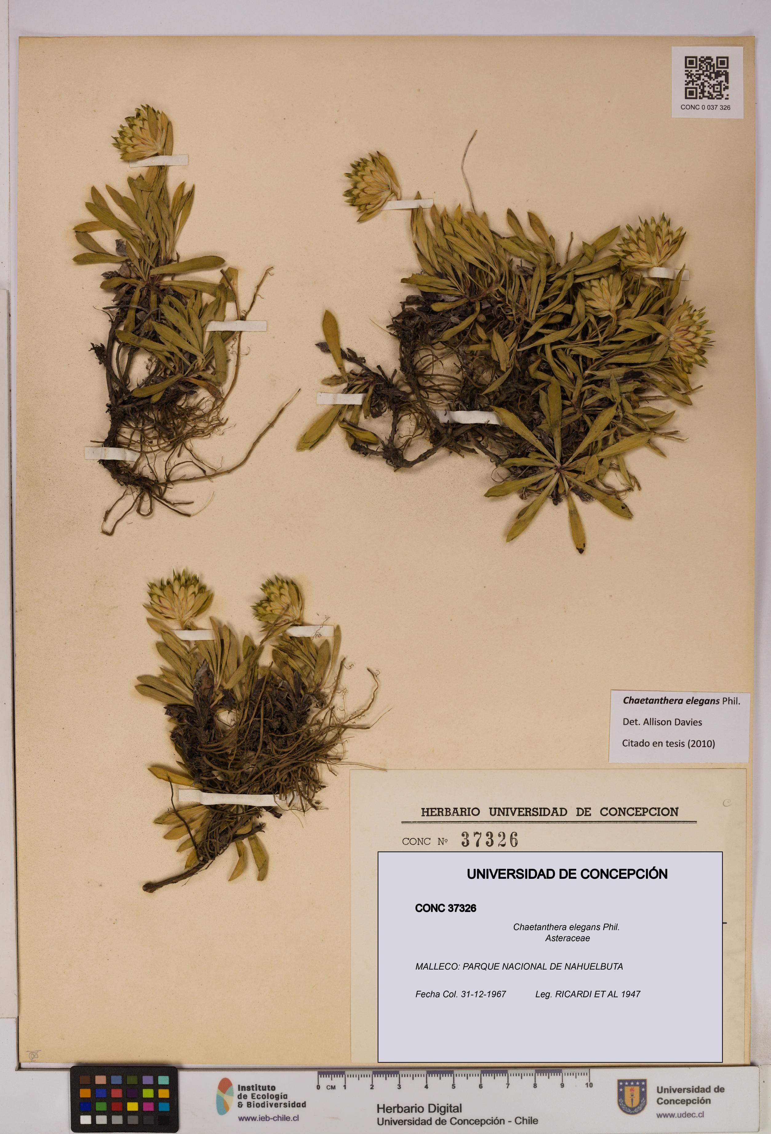 Chaetanthera elegans [Espécimen: UDEC:CONC:0037326]