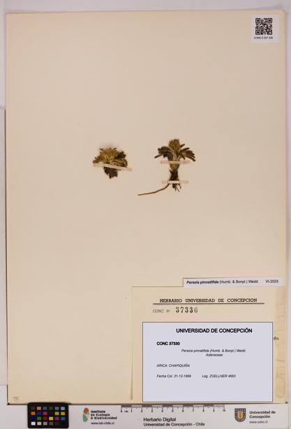 Perezia pinnatifida [Espécimen: UDEC:CONC:0037330]