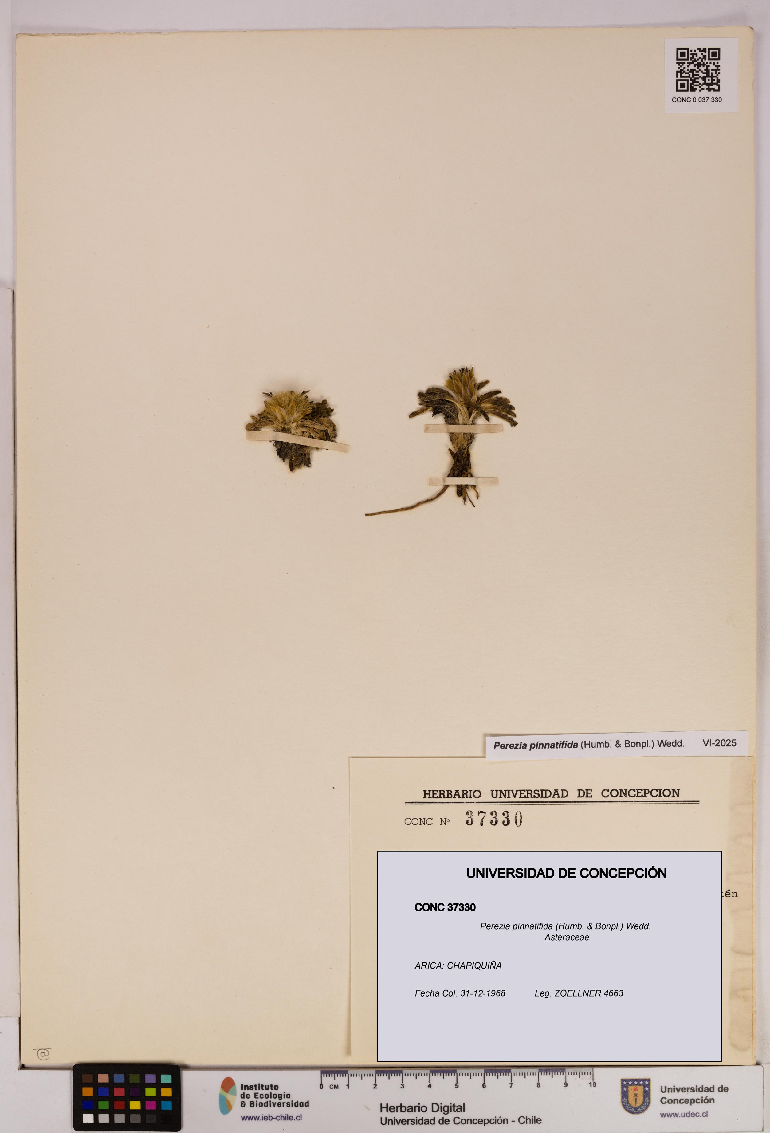 Perezia pinnatifida [Espécimen: UDEC:CONC:0037330]