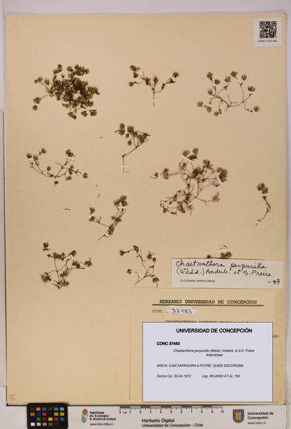 Chaetanthera perpusilla [Espécimen: UDEC:CONC:0037483]