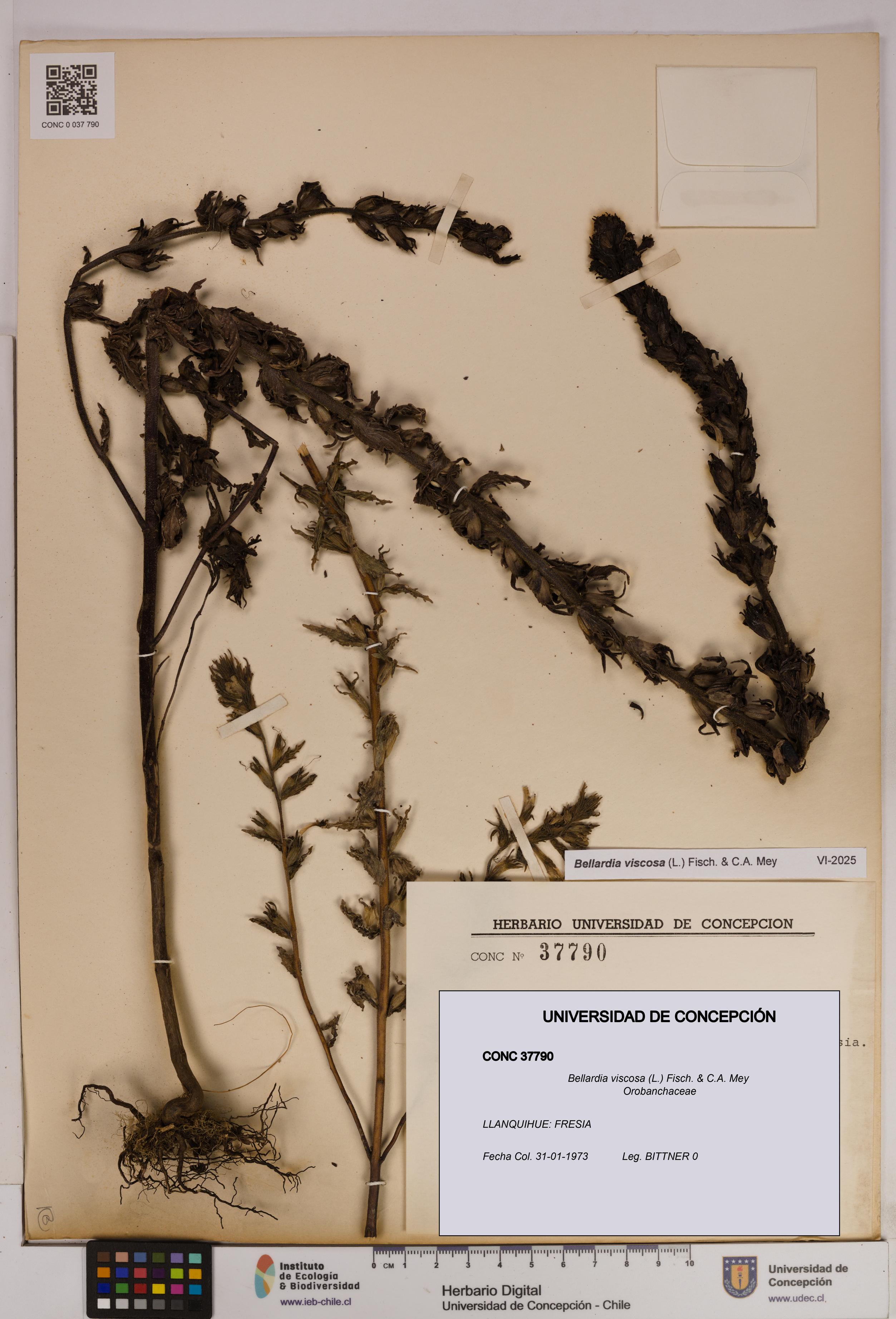 Bellardia viscosa [Espécimen: UDEC:CONC:0037790]