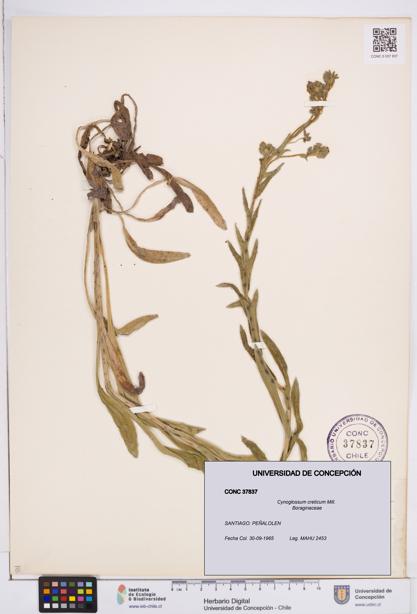 Cynoglossum creticum [Espécimen: ]