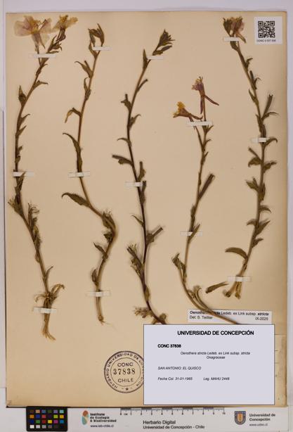 Oenothera stricta subsp. stricta [Espécimen: UDEC:CONC:0037838]