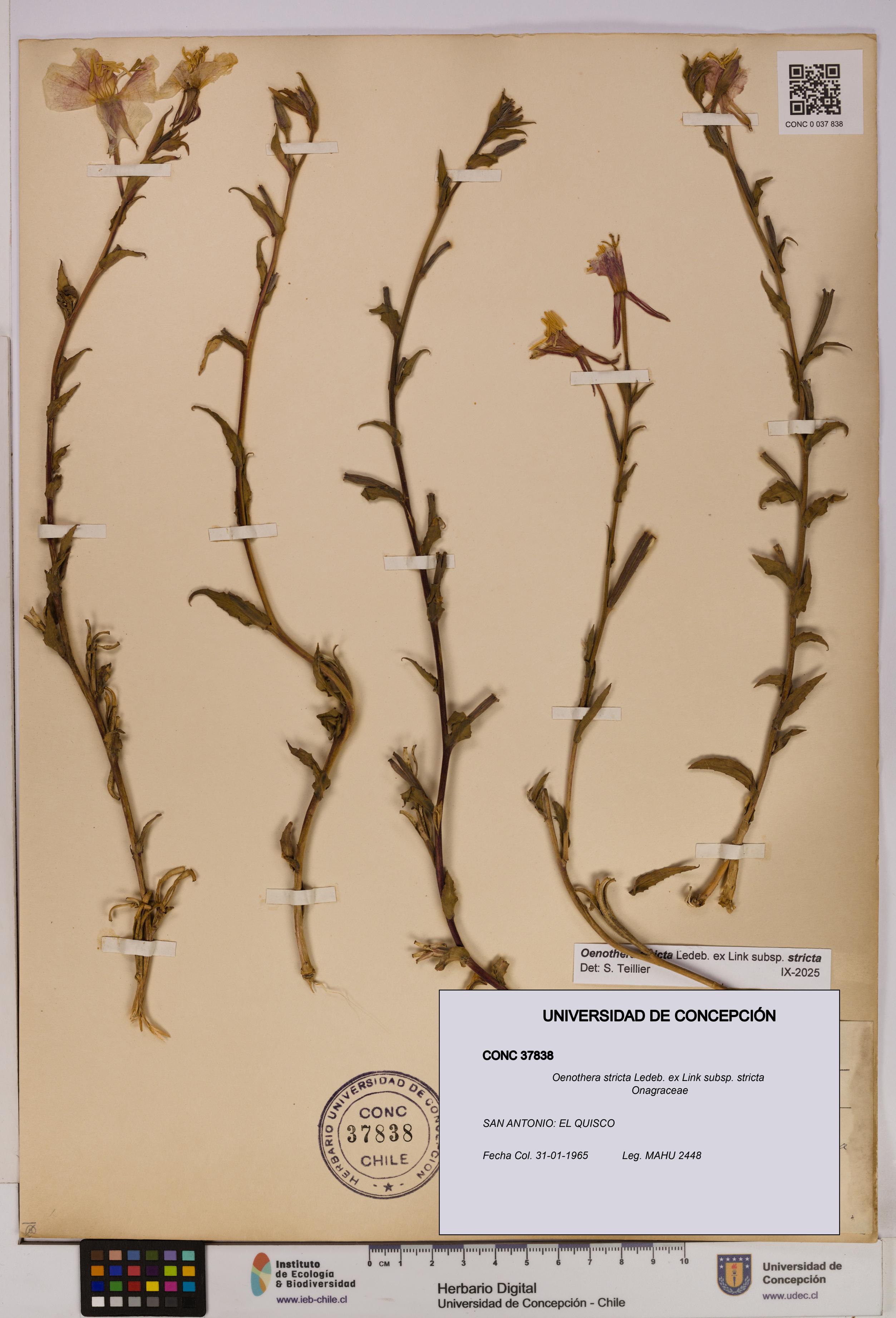 Oenothera stricta subsp. stricta [Espécimen: UDEC:CONC:0037838]