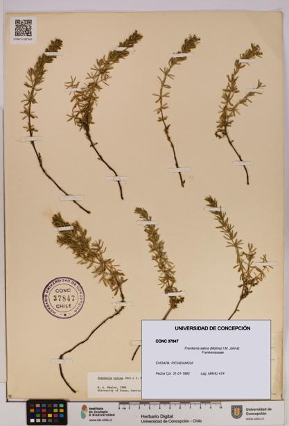 Frankenia salina [Espécimen: UDEC:CONC:0037847]