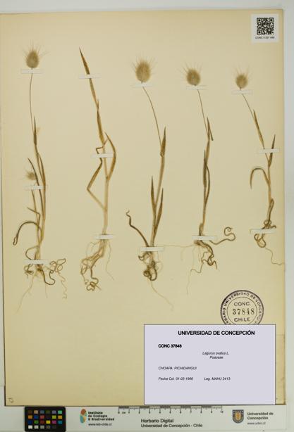 Lagurus ovatus [Espécimen: UDEC:CONC:0037848]