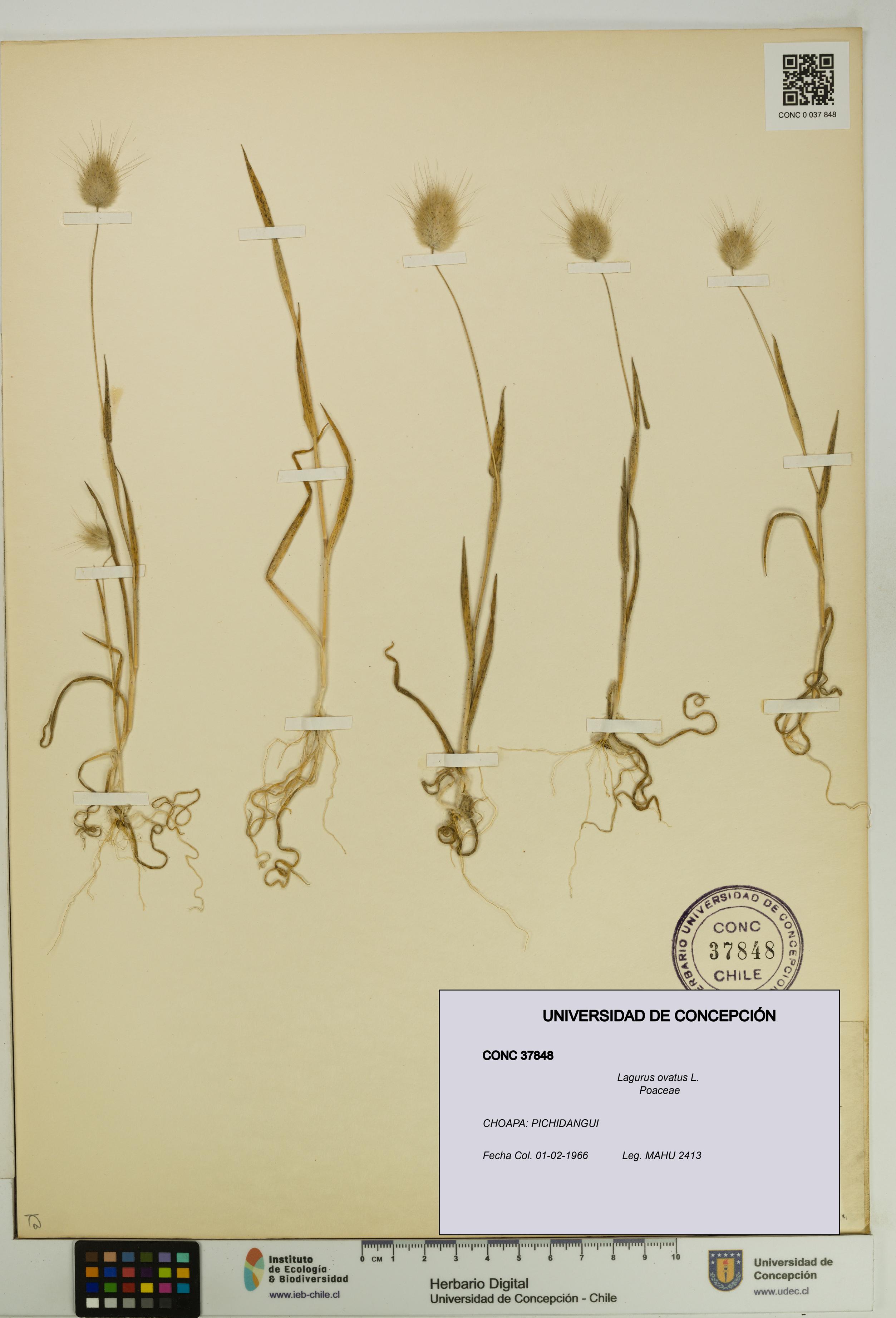 Lagurus ovatus [Espécimen: UDEC:CONC:0037848]