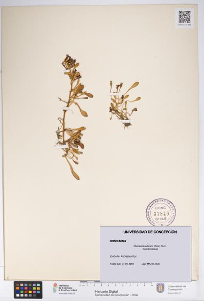 Goodenia radicans [Espécimen: UDEC:CONC:0037849]