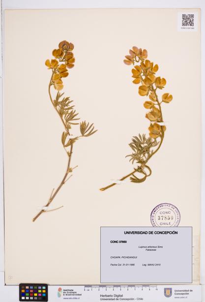 Lupinus arboreus [Espécimen: ]