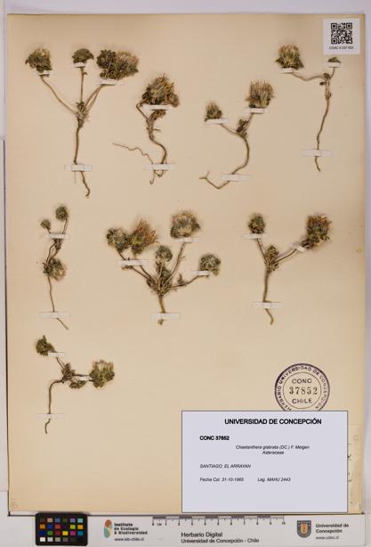 Chaetanthera glabrata [Espécimen: UDEC:CONC:0037852]